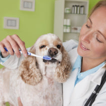 Pet Dental Care