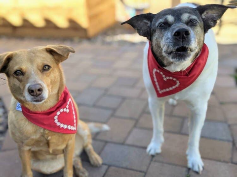 Embroidered Print - Traditional Tie-Around Dog Bandana