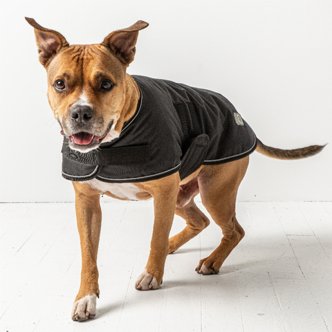 Dog Blanket Jacket