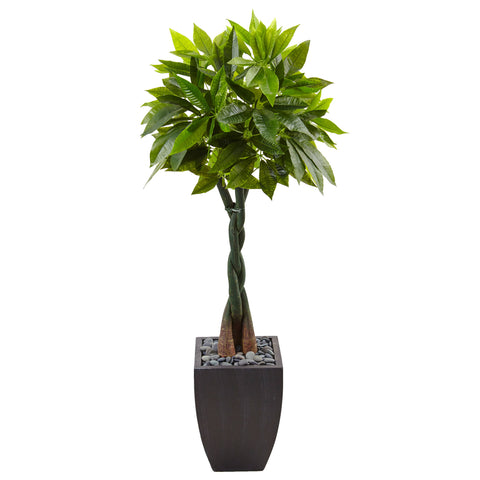 5' Money Tree in Black Square Planter