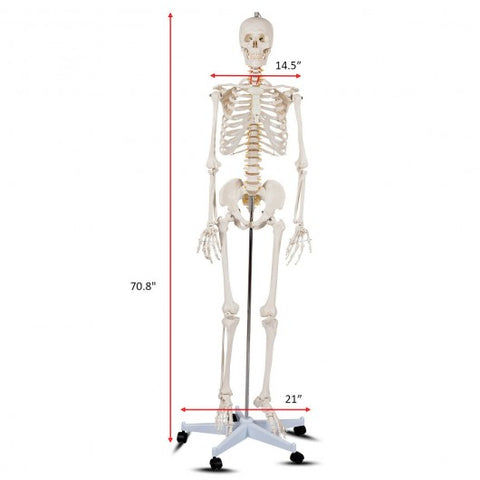 Medical School Human Anatomy Class Life-size Skeleton Model