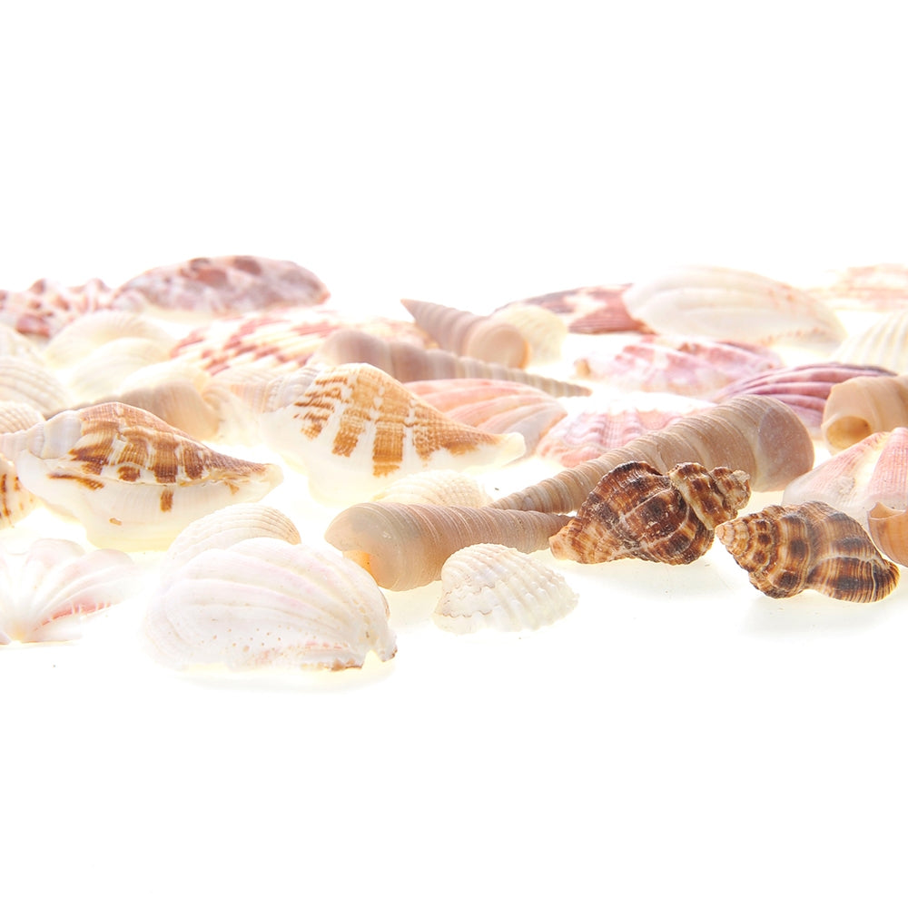 Mixed Beach Sea Shells For Decoration (Bag Of 100 Shells)