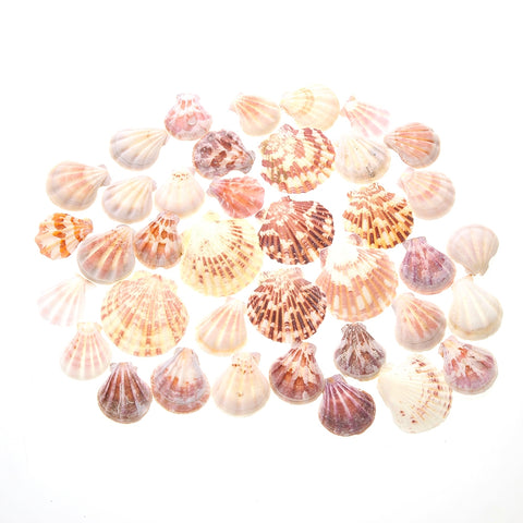 Mixed Beach Sea Shells For Decoration (Bag Of 100 Shells)